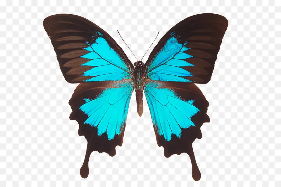 Papillon，Ailes PNG