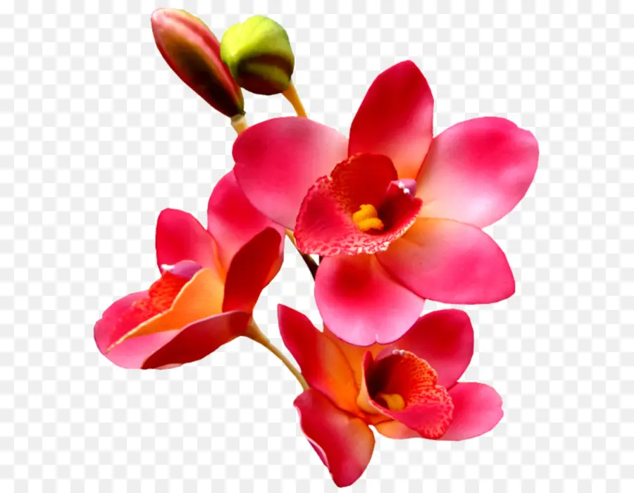 Fleurs Roses，Fleurir PNG