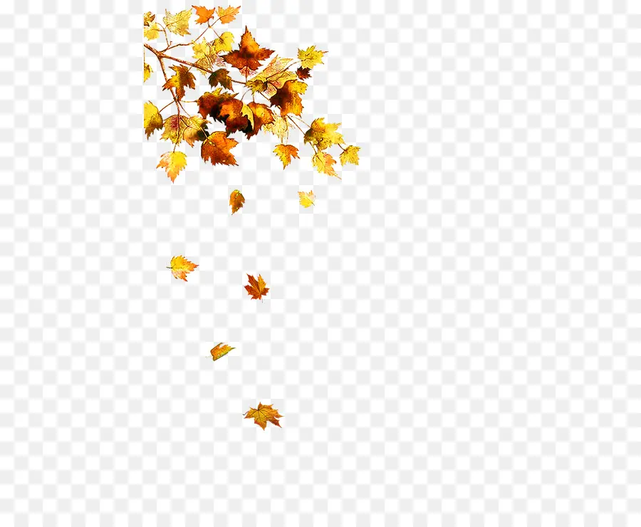 Feuilles D'automne，Automne PNG