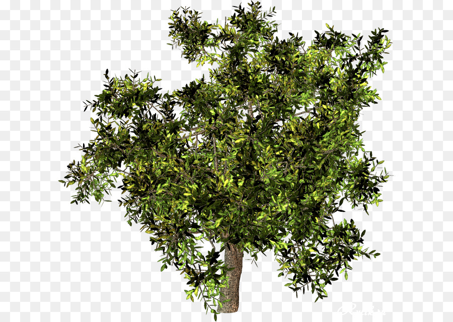 Arbre Vert，Nature PNG