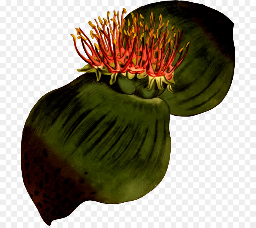 Fleur，Fruits PNG