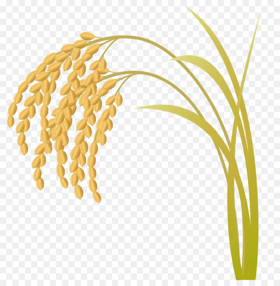 Usine De Riz，Grains PNG