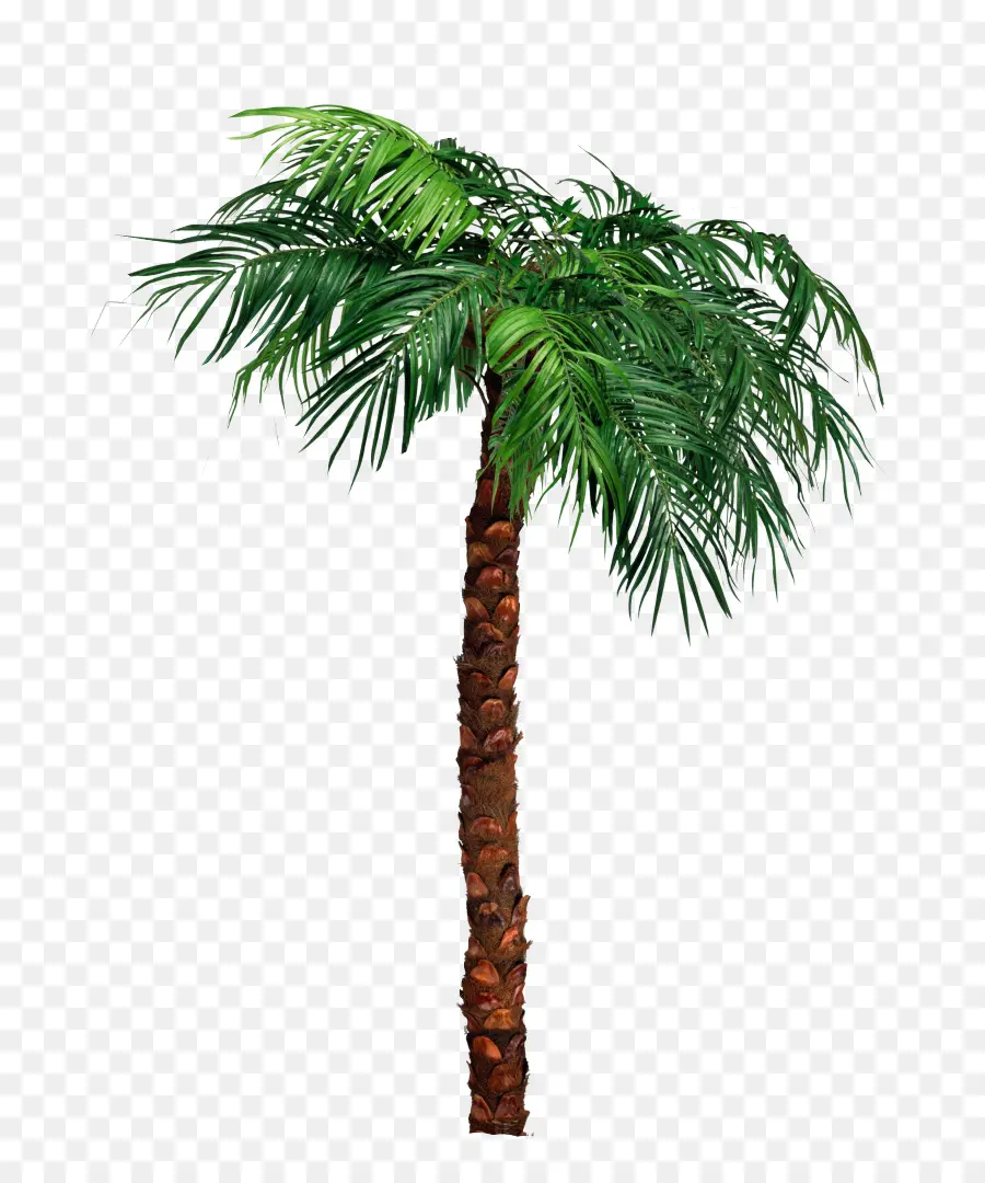 Les Palmiers，De Babassu PNG