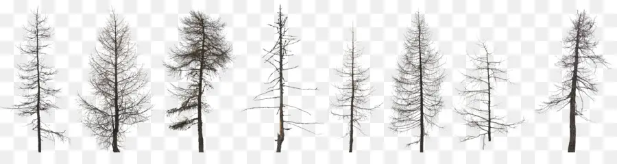 Arbres Nus，Hiver PNG