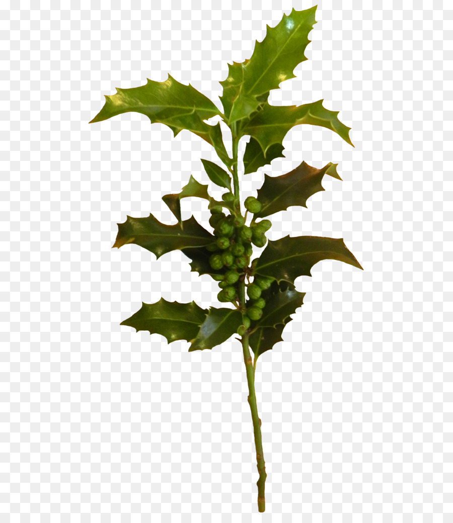 Branche，Tige De La Plante PNG