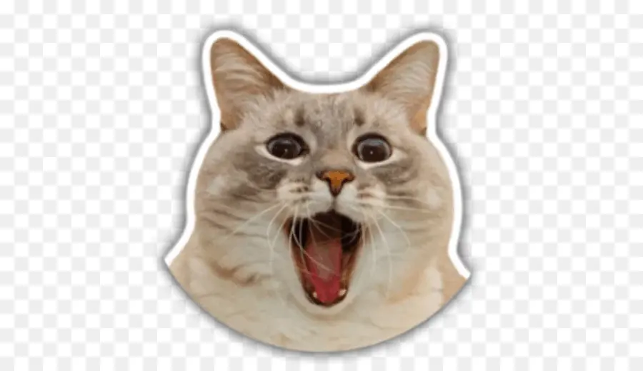 Chat，Affronter PNG