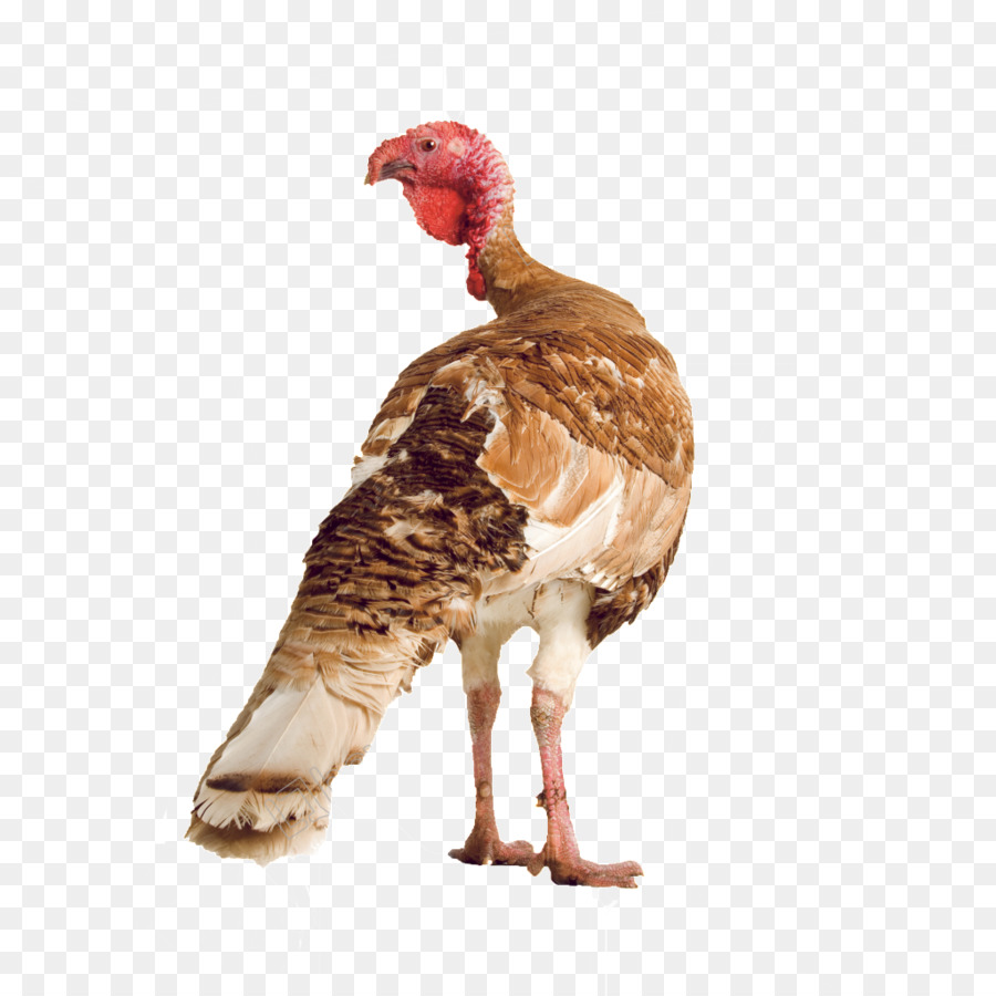 Turquie，Volaille PNG