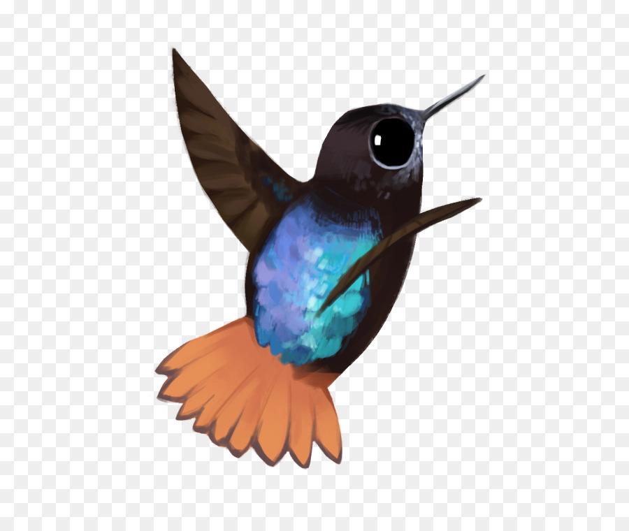 Colibri，La Faune PNG