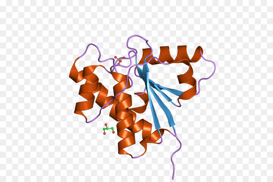 Acp1，La Phosphatase PNG