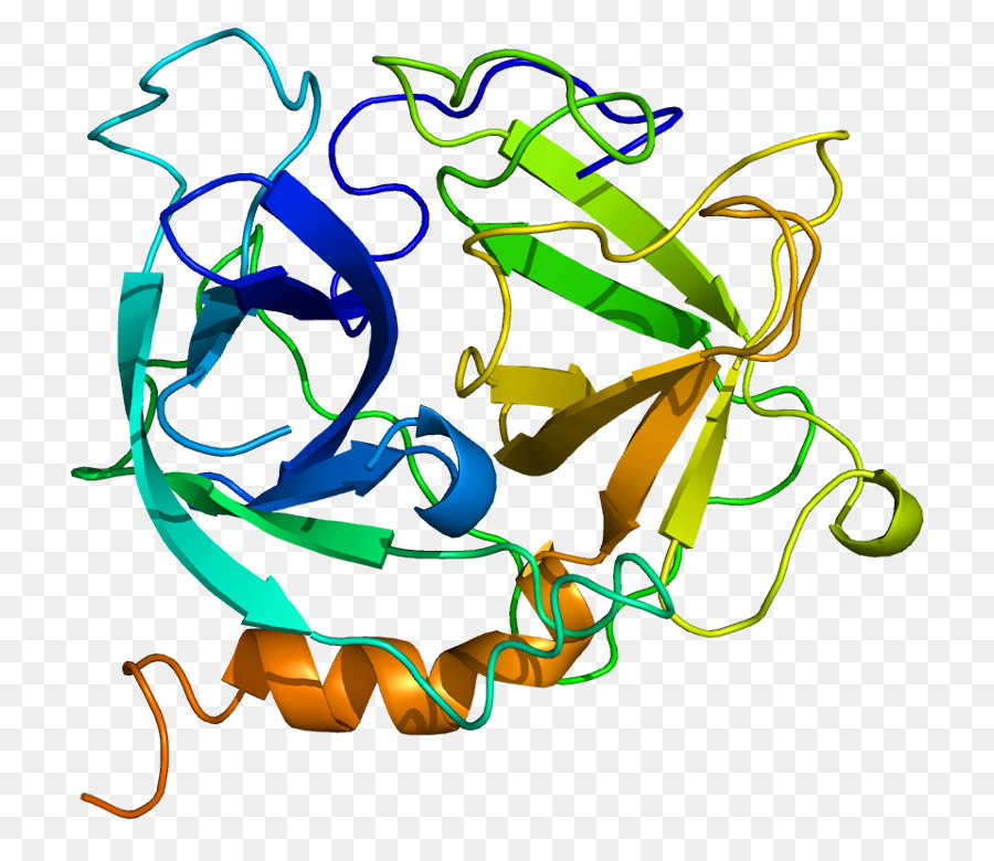 Azurocidine 1，Des Neutrophiles PNG