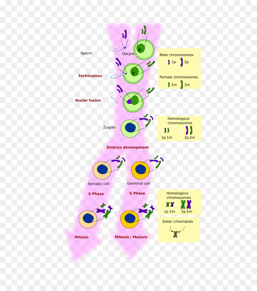 La Mitose，La Méiose PNG