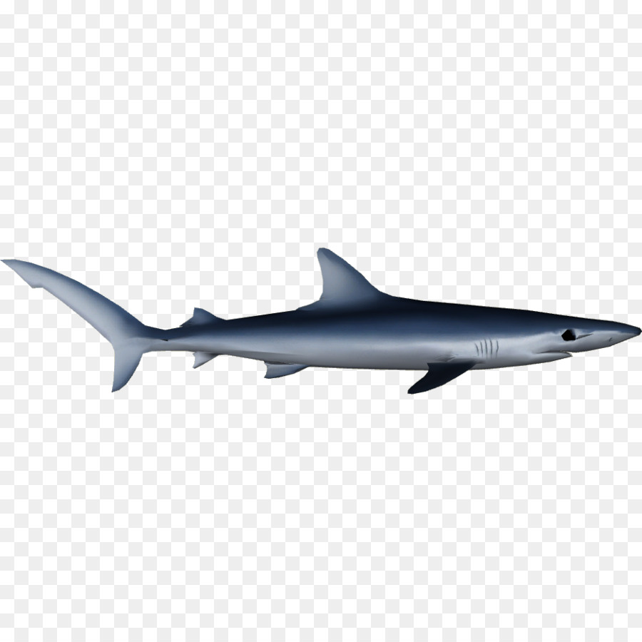Requin Bleu，Requin Océanique PNG
