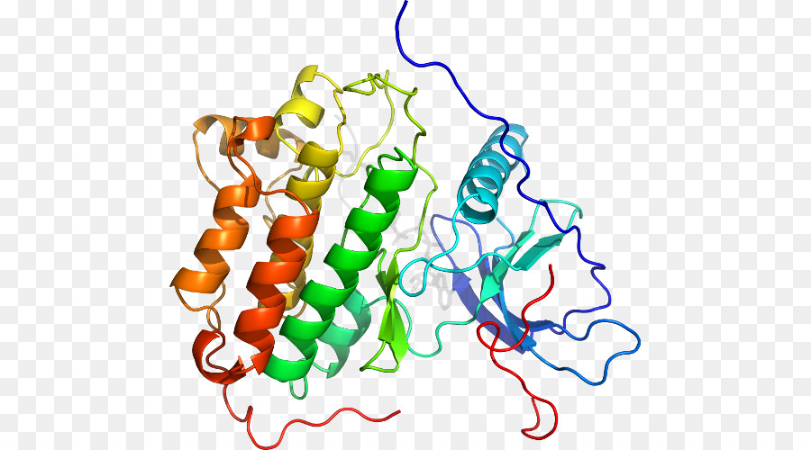 Structure Des Protéines，Molécule PNG