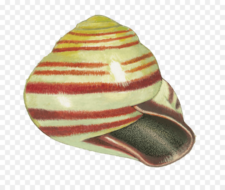 Grove Escargot，Escargot PNG