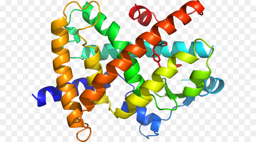 Structure Des Protéines，Biologie PNG