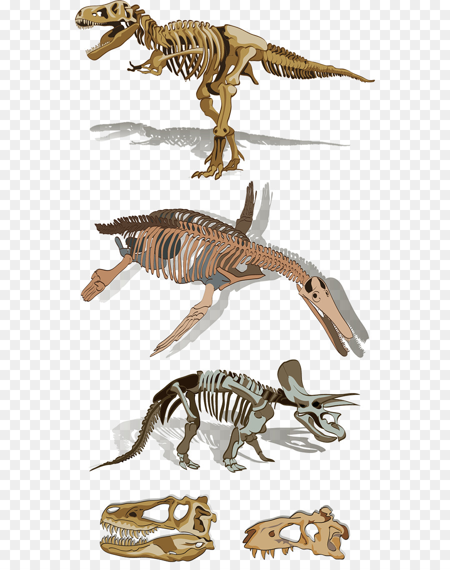 Velociraptor，Le Tyrannosaure PNG