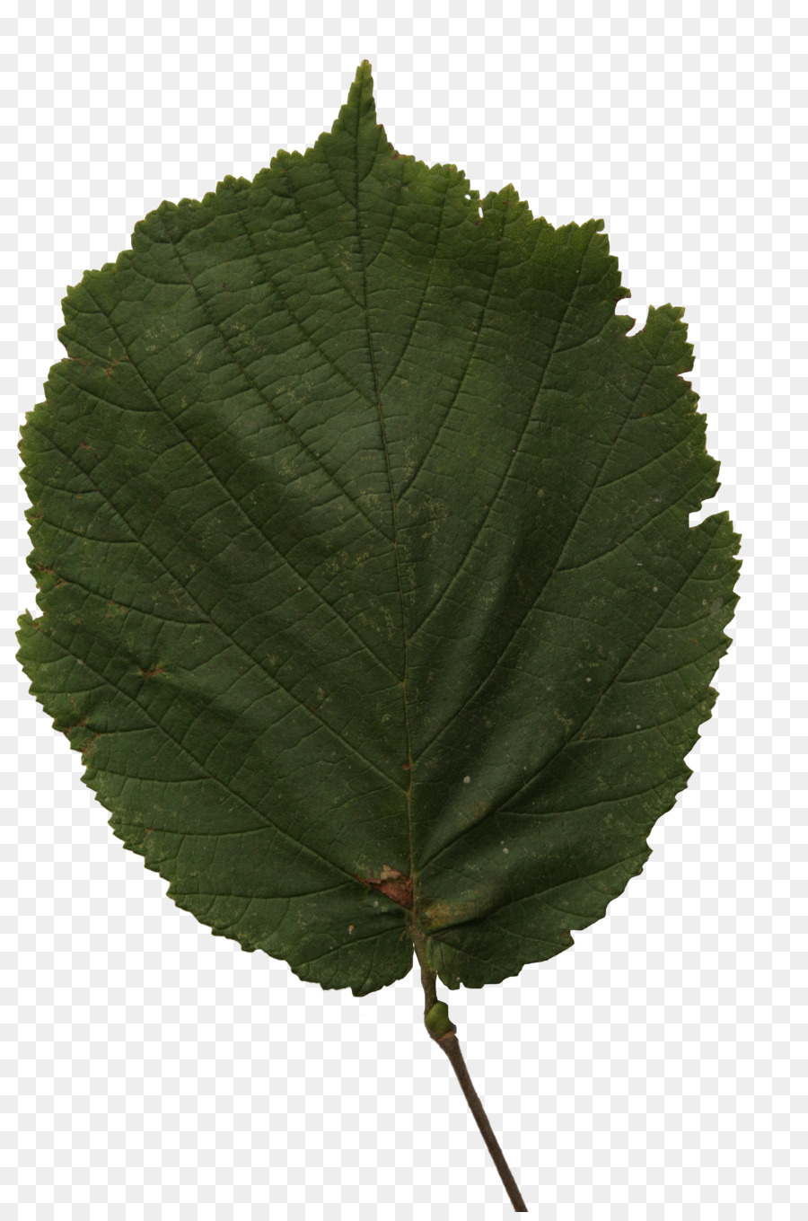 Feuille，Vert PNG