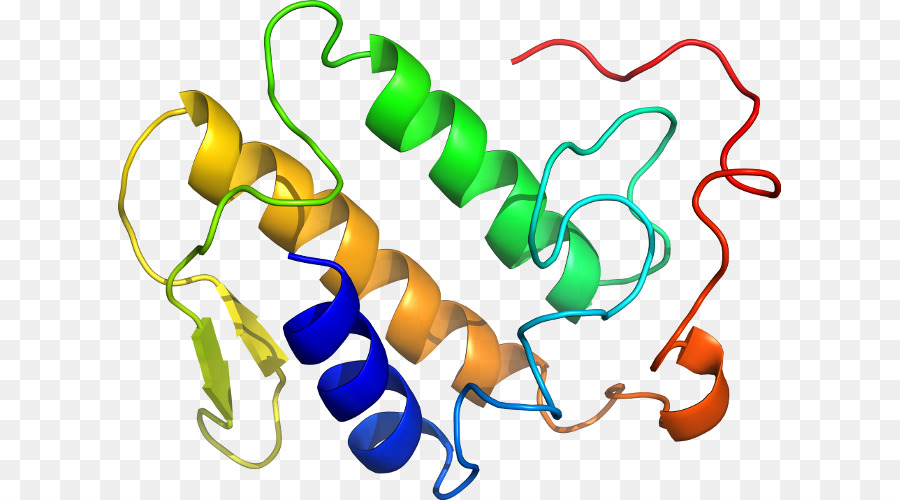 Structure Des Protéines，Biologie PNG