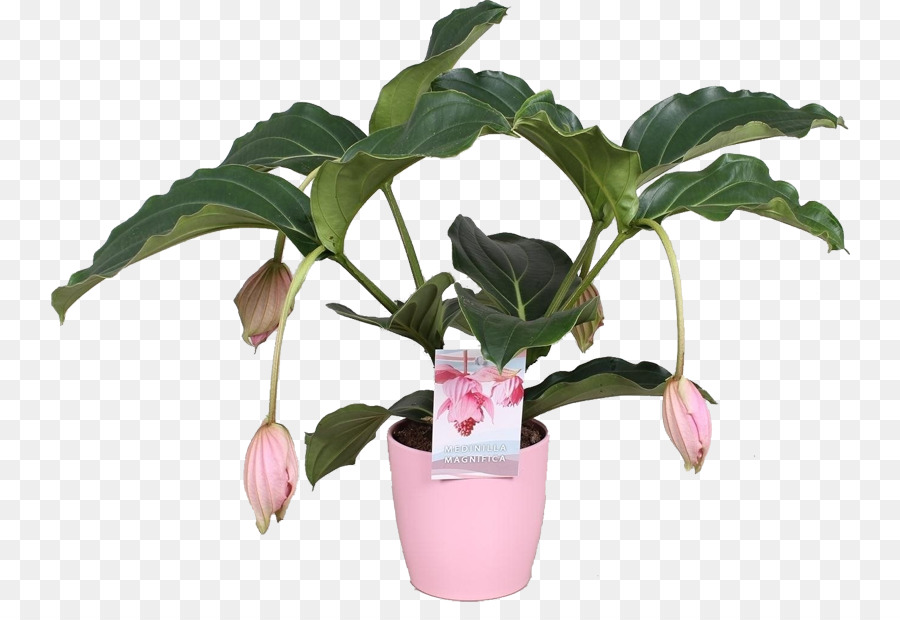 Plante En Pot，Fleurs PNG