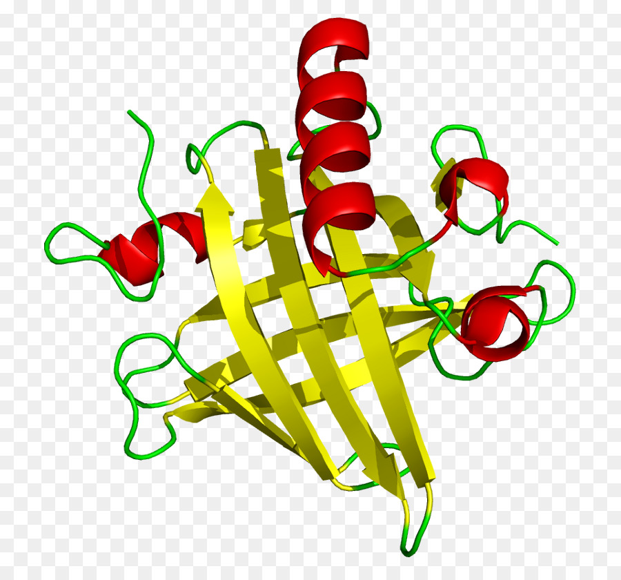 Les Principales Protéines Urinaires，La Protéine PNG