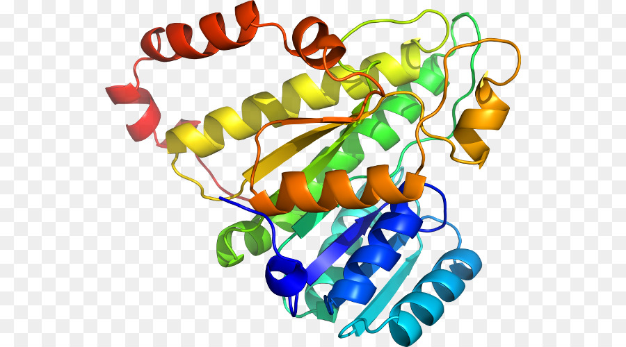 Structure Des Protéines，Molécule PNG