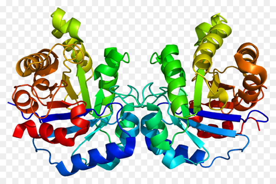 L Hépatotoxicité，Foie PNG