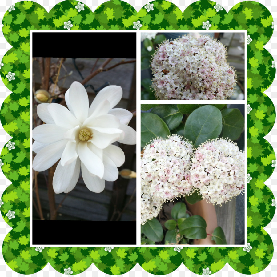 Hortensia，Viburnum PNG