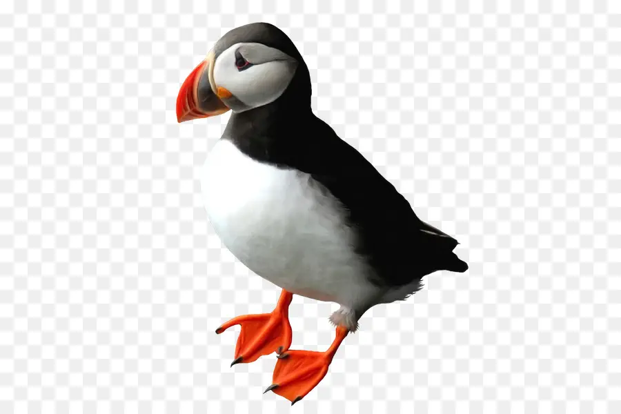 Macareux，Pingouin PNG