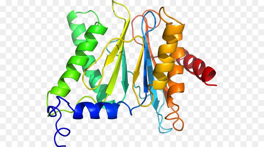 Structure Des Protéines，Molécule PNG