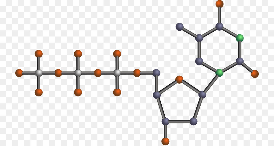 De Nucléotides，L Adénosine Triphosphate PNG