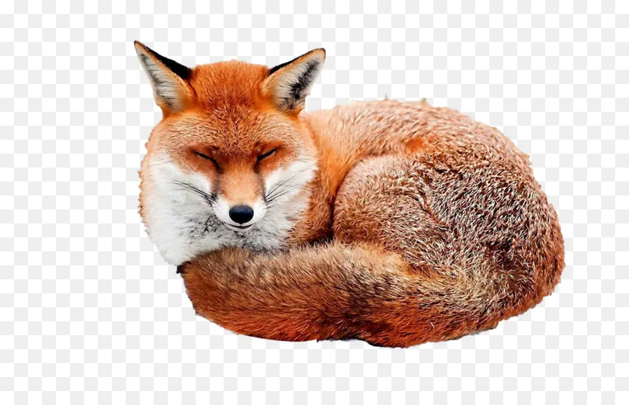 Renard Rouge，Fox PNG