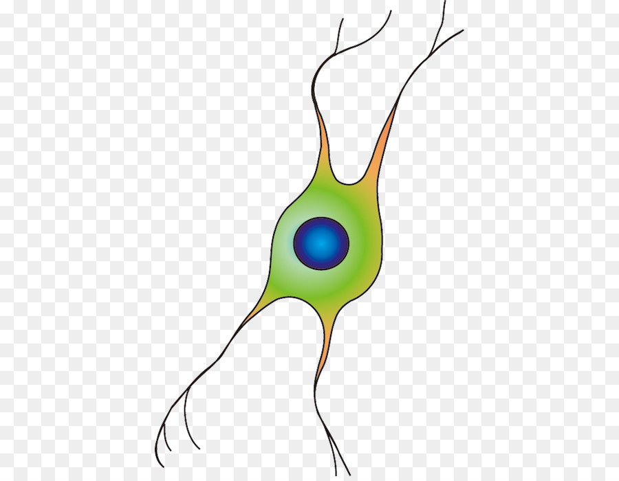 Des Oligodendrocytes，Centre De Base De Données Pour Les Sciences De La Vie PNG