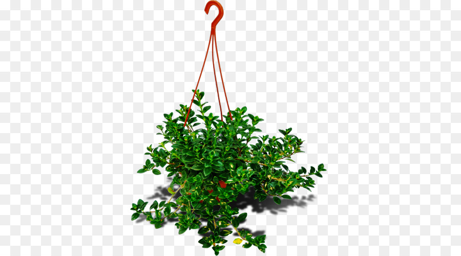 Arbuste，Branche PNG