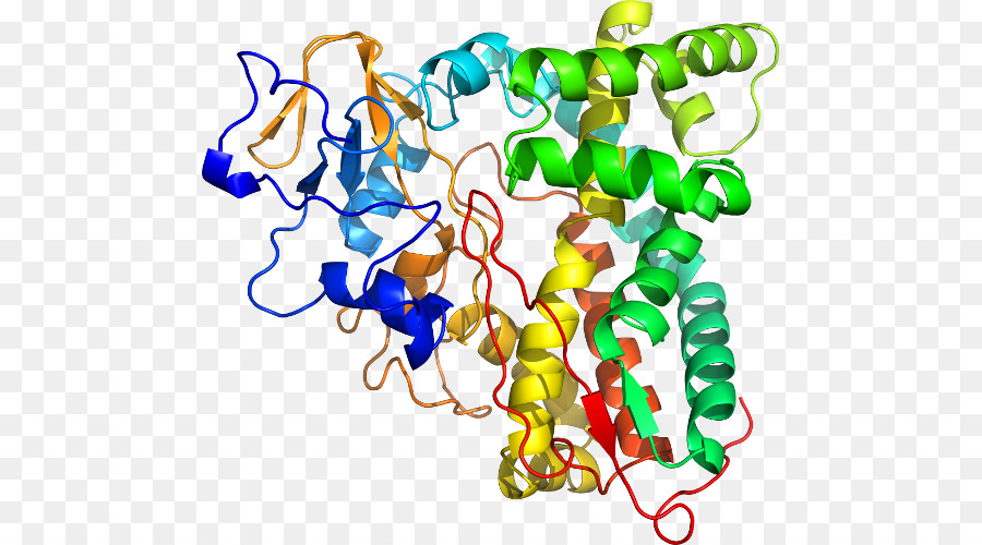 Structure Des Protéines，Biologie PNG