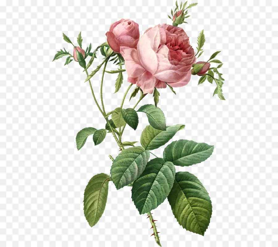 Roses，Chou Rose PNG
