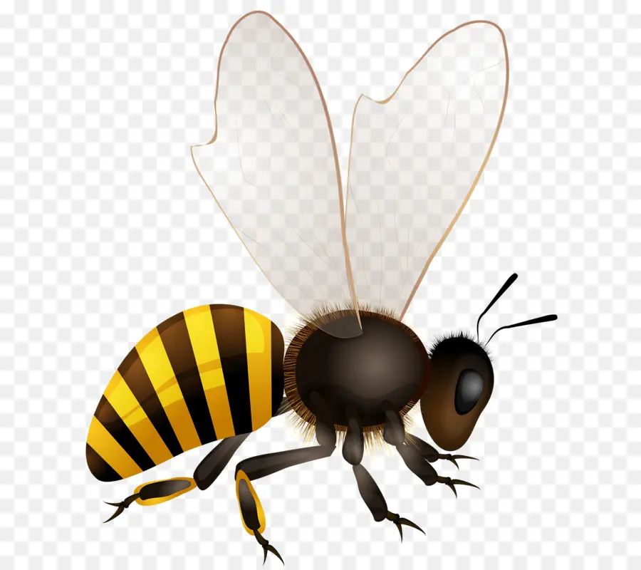 Abeille，Miel PNG