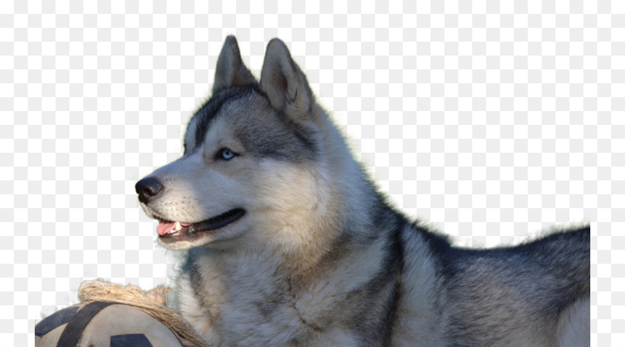 Husky Sibérien，Laika De Sibérie Orientale PNG