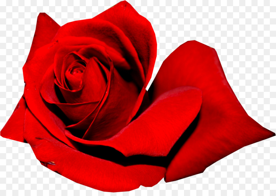 Rose Rouge，Fleurir PNG