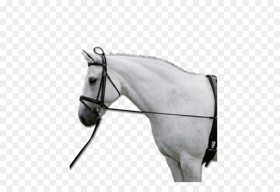Cheval，Chambon PNG