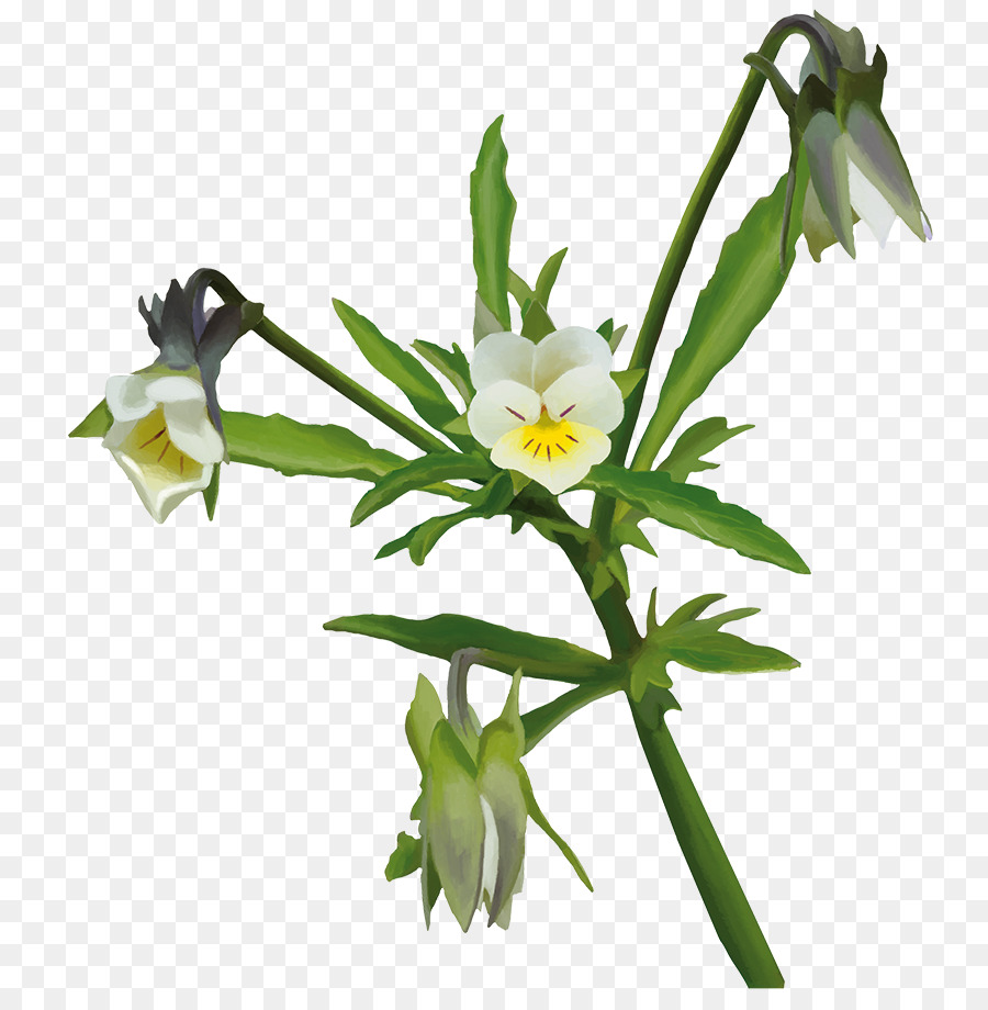 Fleur，Plante Herbacée PNG