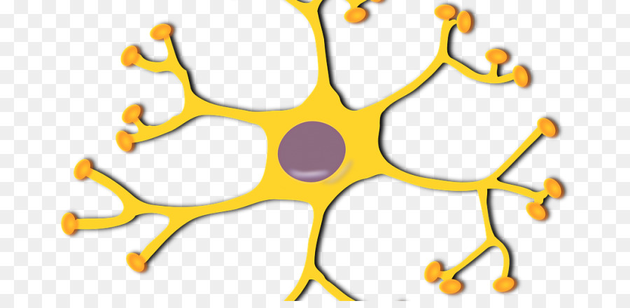 Neurone，Neurone Moteur PNG