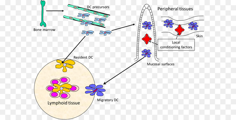 Des Cellules Dendritiques，Dendrite PNG