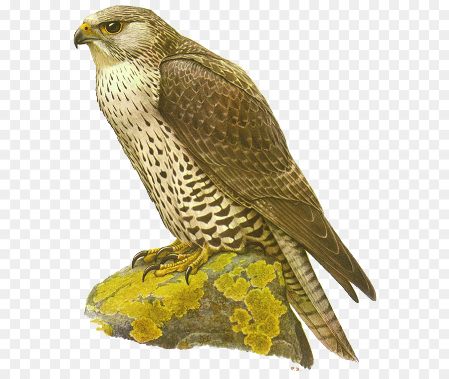 Falcon，Le Gerfaut PNG