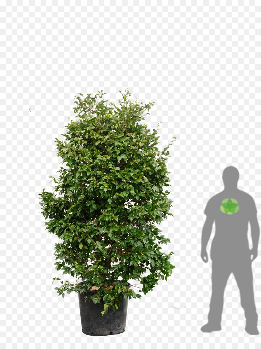 Plante En Pot，Arbre PNG