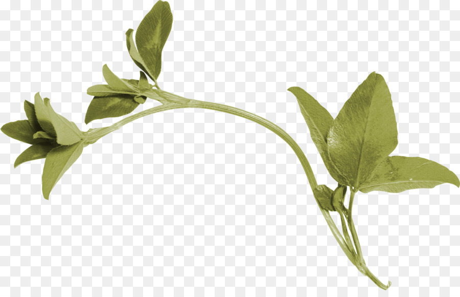 Plante Verte，Bifurquer PNG