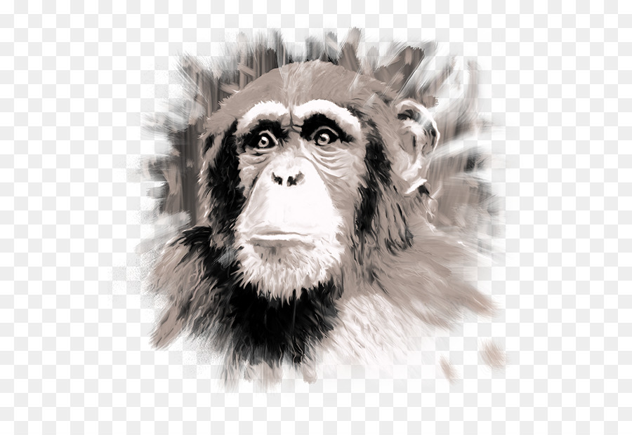 Chimpanzé Commun，M02csf PNG