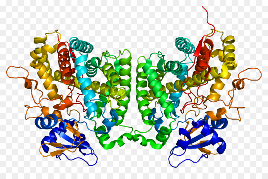 Structure Des Protéines，Molécule PNG