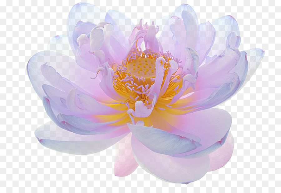 Fleur De Lotus Pourpre，Lotus PNG