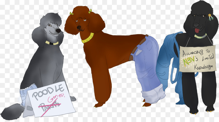 Caniche，Grand Caniche PNG