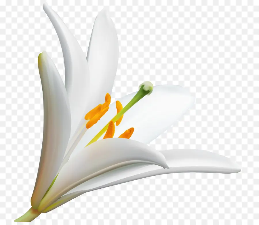 Lys Blanc，Lis PNG